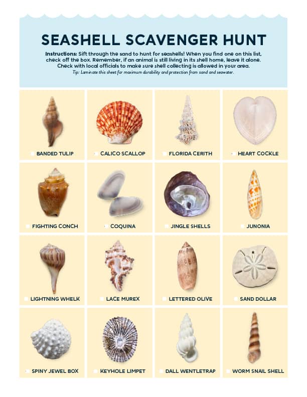 Seashell Activities for Kids - Free Seashell Activity Printables